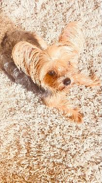 Venta de Yorkie Terrier Mini -Hembra Foto 7302504-4.jpg