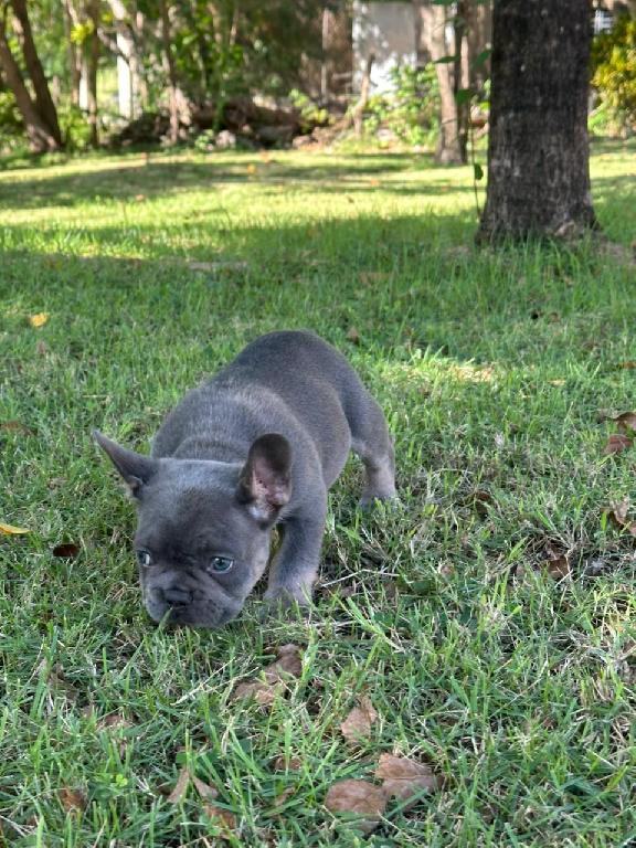 OFERTA CACHORRO BULLDOG FRANCES MACHO EN SANTO DOMINGO Y VACUNA AL DIA Foto 7302786-1.jpg