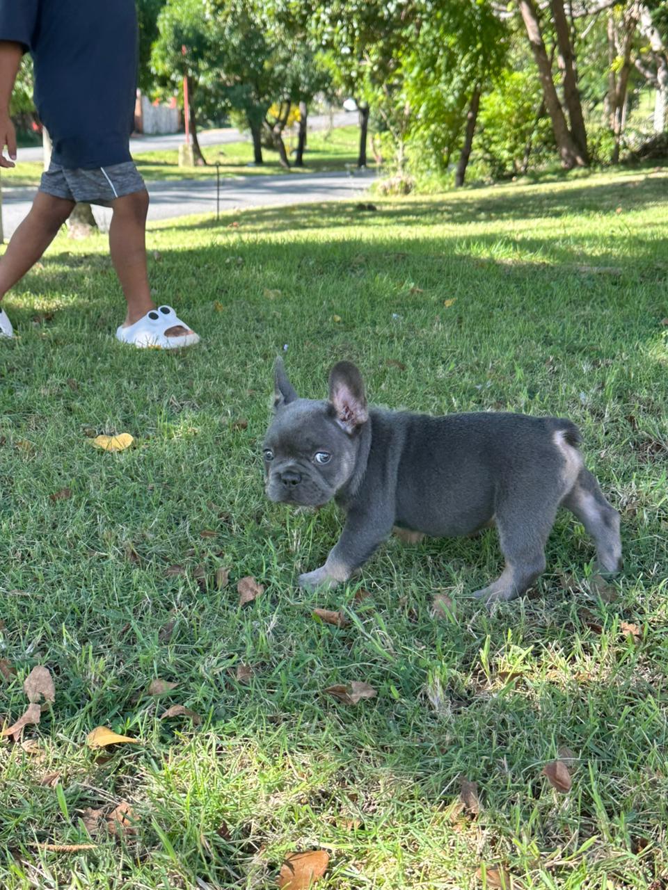 OFERTA CACHORRO BULLDOG FRANCES MACHO EN SANTO DOMINGO Y VACUNA AL DIA Foto 7302786-2.jpg