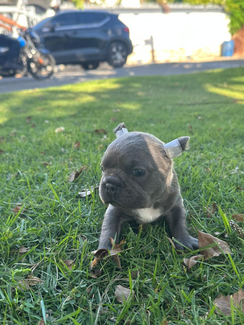 OFERTA CACHORRO BULLDOG FRANCES MACHO EN SANTO DOMINGO Y VACUNA AL DIA Foto 7302786-3.jpg