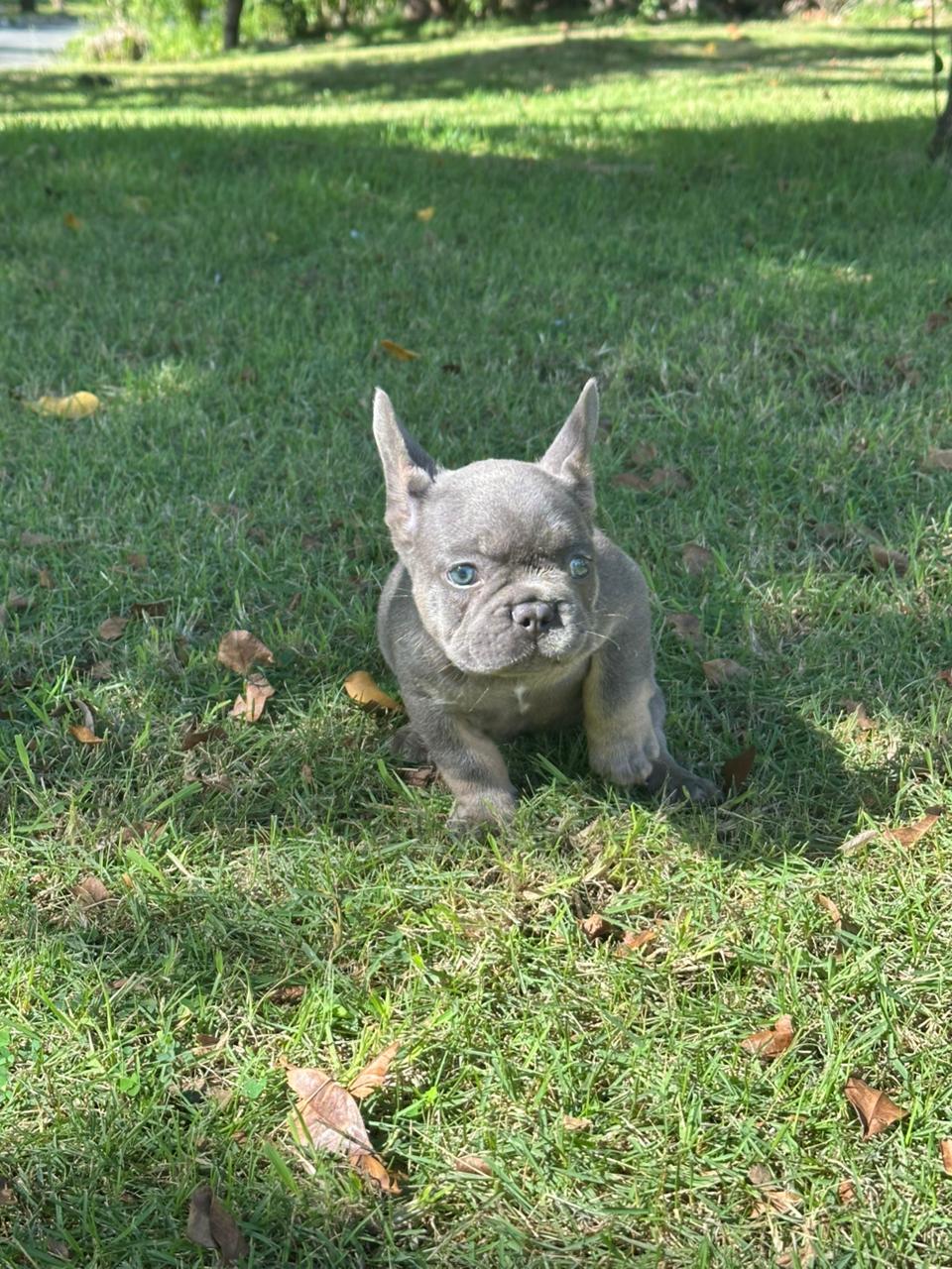 OFERTA CACHORRO BULLDOG FRANCES MACHO EN SANTO DOMINGO Y VACUNA AL DIA Foto 7302786-4.jpg