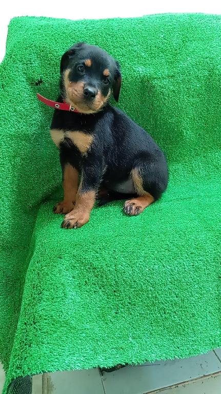 OFERTA CACHORRO ROTTWEILER AMBOS SEXO  CON SUS VACUNAS AL DIA EN SANTO Foto 7302788-1.jpg