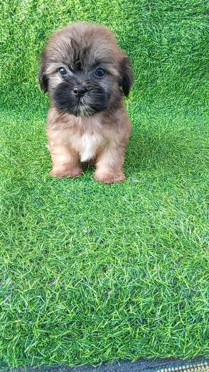 OFERTA CACHORRO SHIPOO MACHO EN SANTO DOMINGO Y TODO AL DIA Foto 7302789-1.jpg