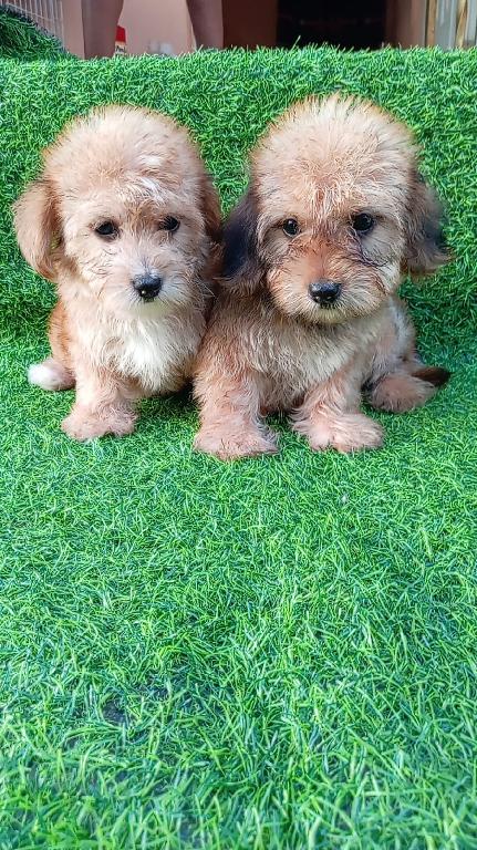 OFERTA CACHORRO YOORKIEPOO HEMBRA UBICADO EN SANTO DOMING Y VACUNADOS Foto 7302790-1.jpg