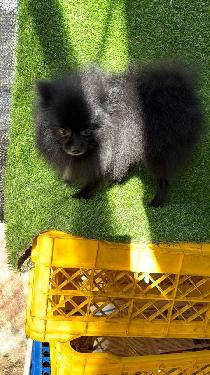 OFERTA CACHORRO POMERANIA MACHO DE 2 AÑO  EN SANTO DOMINGO CON SU VACU Foto 7302798-1.jpg