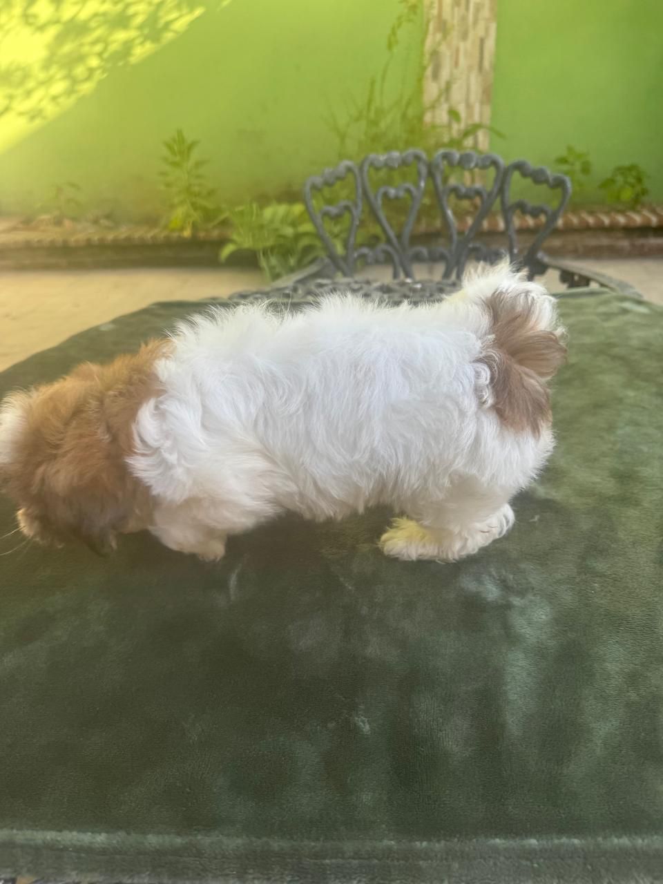 OFERTA CACHORRO SHIH TZU HEMBRA EN SANTO DOMINGO Y VACUNA AL DIA  Foto 7302799-1.jpg