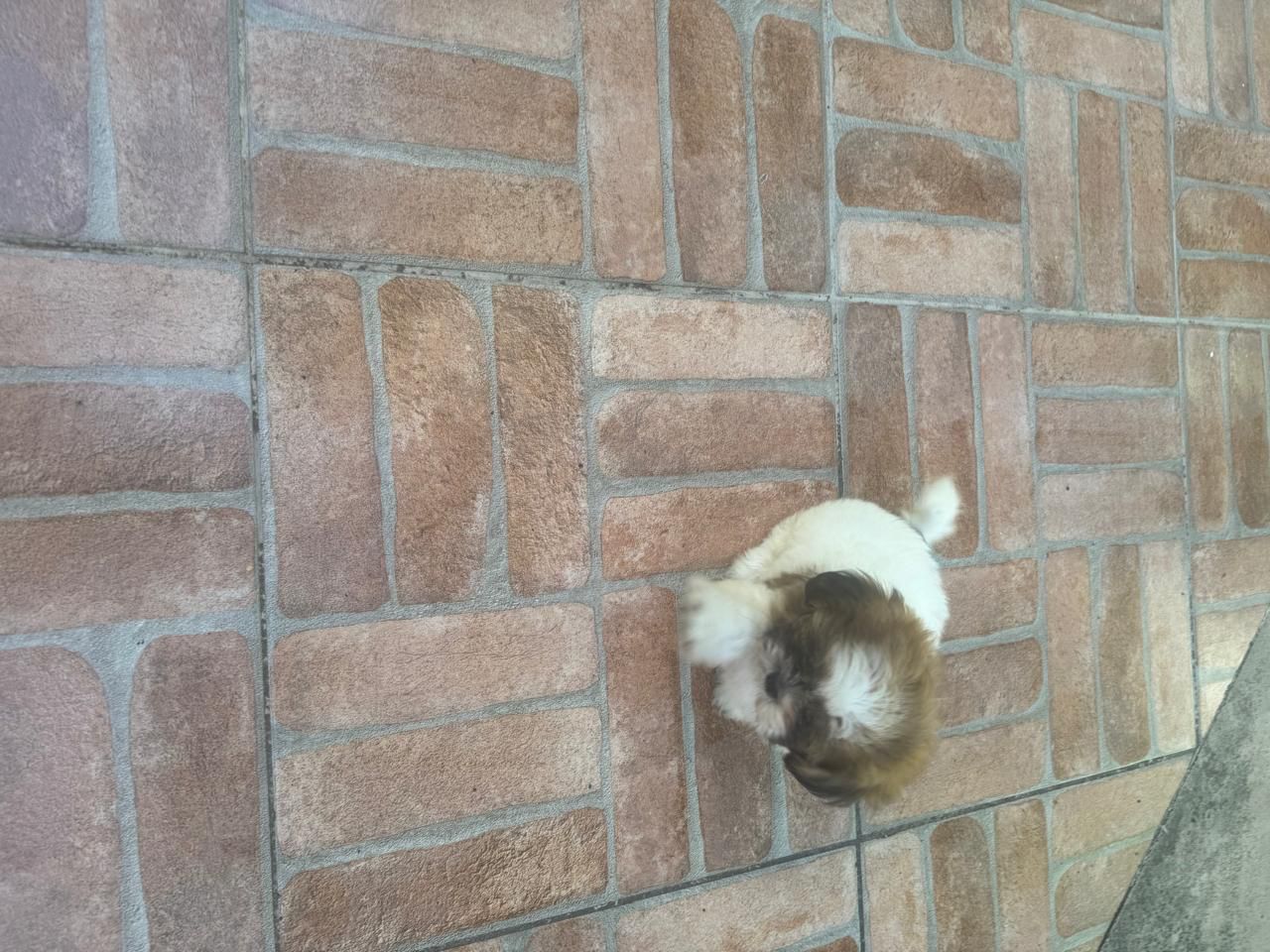 OFERTA CACHORRO SHIH TZU HEMBRA EN SANTO DOMINGO Y VACUNA AL DIA  Foto 7302799-2.jpg