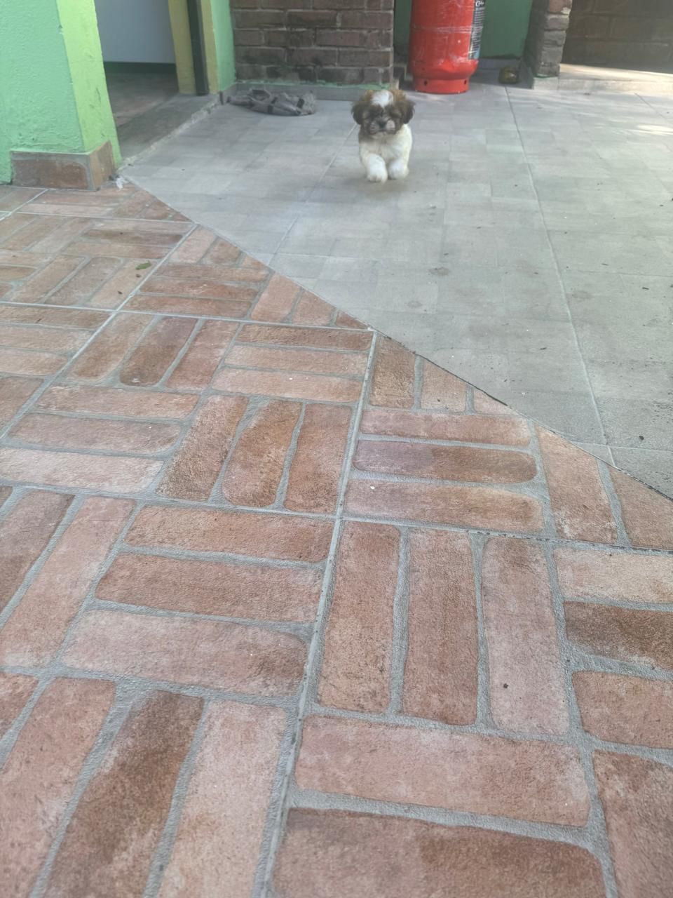 OFERTA CACHORRO SHIH TZU HEMBRA EN SANTO DOMINGO Y VACUNA AL DIA  Foto 7302799-3.jpg