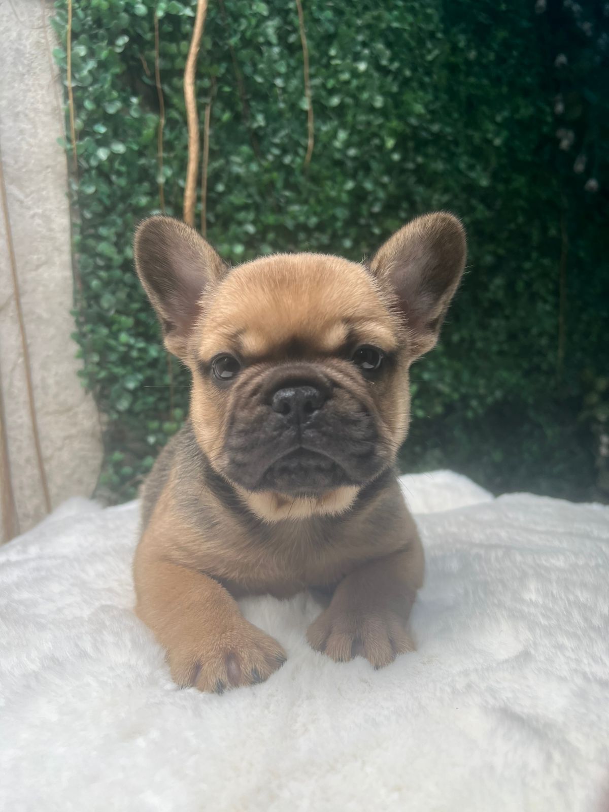 OFERTA CACHORRO BULLDOG FRANCES MACHO EN SANTO DOMINGO Y VACUNA AL DIA Foto 7302800-1.jpg