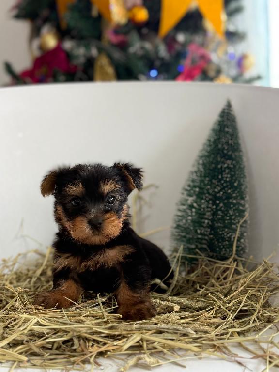 OFERTA CACHORRO YORKIE MACHO EN SANTO DOMINGO VACUNA AL DIA Foto 7302801-1.jpg