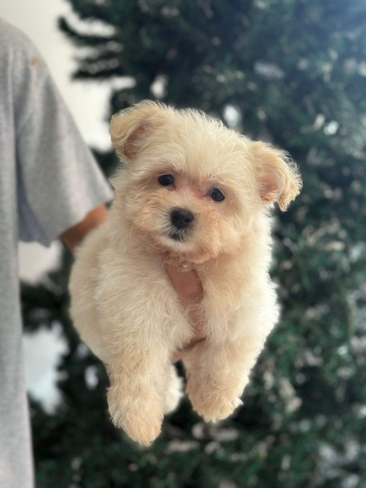 OFERTA CACHORRO MALTIPOO MACHO EN SANTO DOMINGO CON SU VACUNAS Foto 7302802-1.jpg