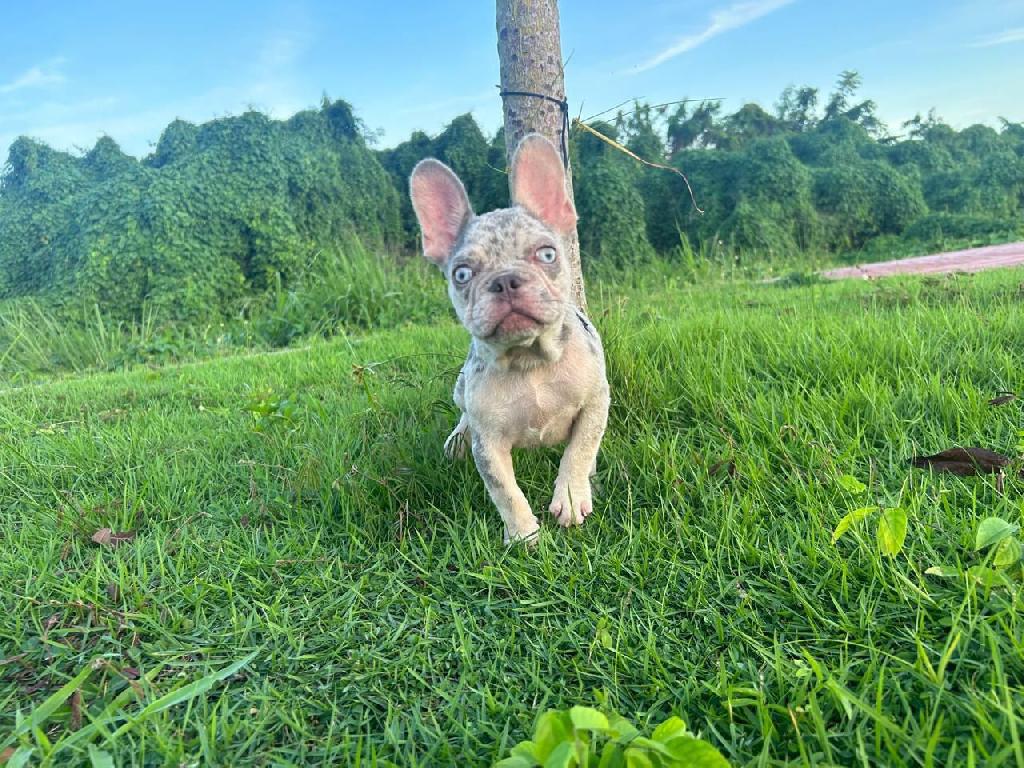 OFERTA CACHORRO BULLDOG FRANCES MACHO 5 MESES EN SANTO DOMINGO Y VACUN Foto 7302803-1.jpg