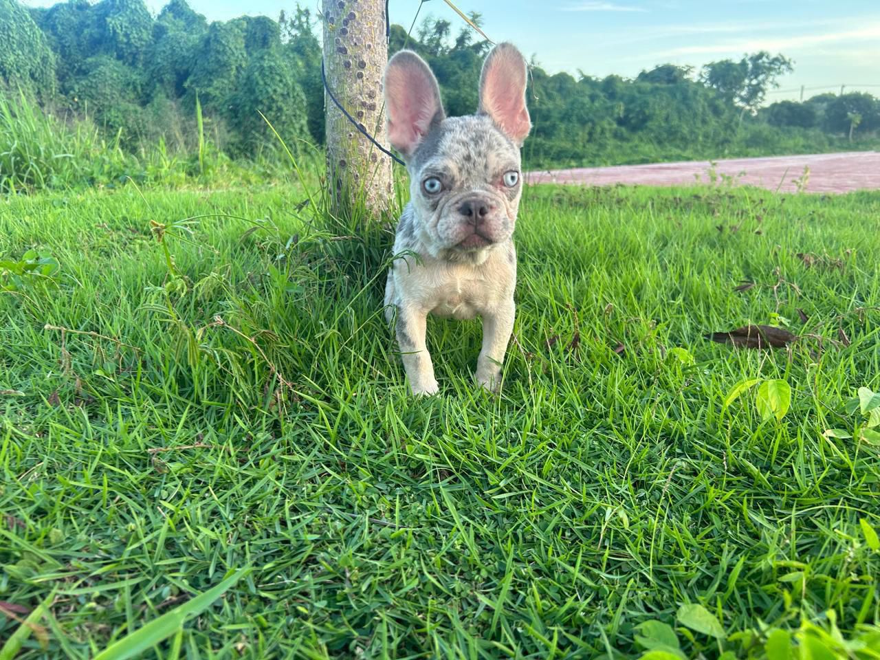 OFERTA CACHORRO BULLDOG FRANCES MACHO 5 MESES EN SANTO DOMINGO Y VACUN Foto 7302803-2.jpg