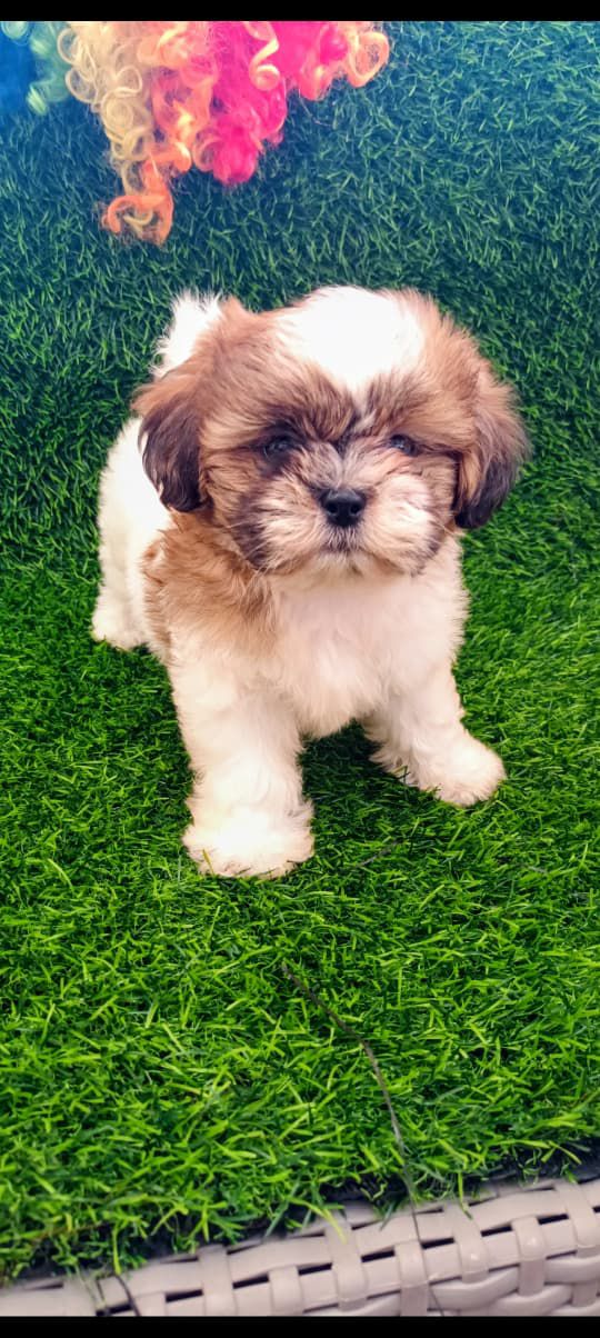 OFERTA CACHORRO SHIH TZU HEMBRA EN SANTO DOMINGO Y VACUNA AL DIA  Foto 7302804-1.jpg