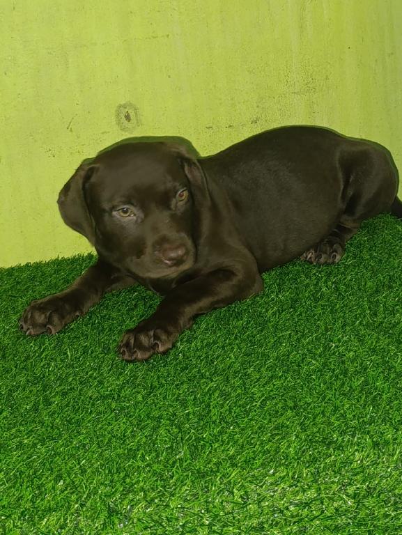 OFERTA CACHORRO PITBULL AMBOS SEXO EN SANTO DOMINGO Y VACUNA Foto 7302805-1.jpg