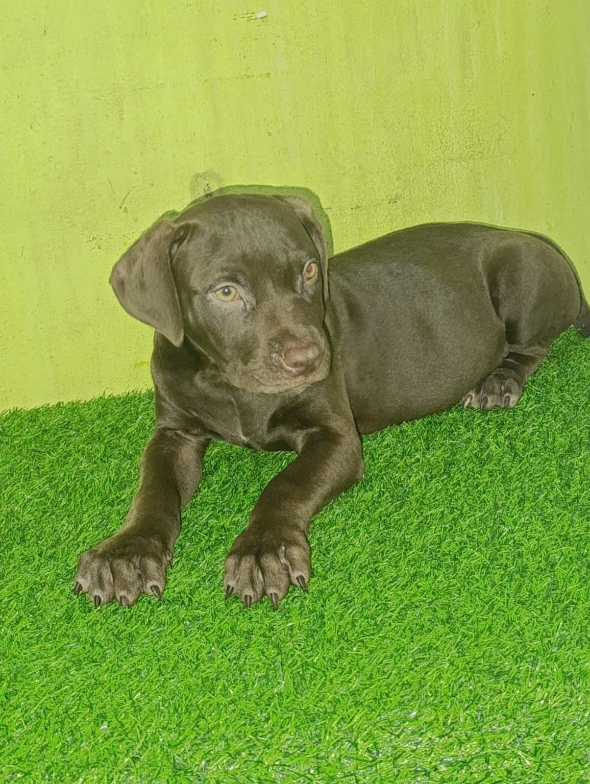 OFERTA CACHORRO PITBULL AMBOS SEXO EN SANTO DOMINGO Y VACUNA Foto 7302805-2.jpg