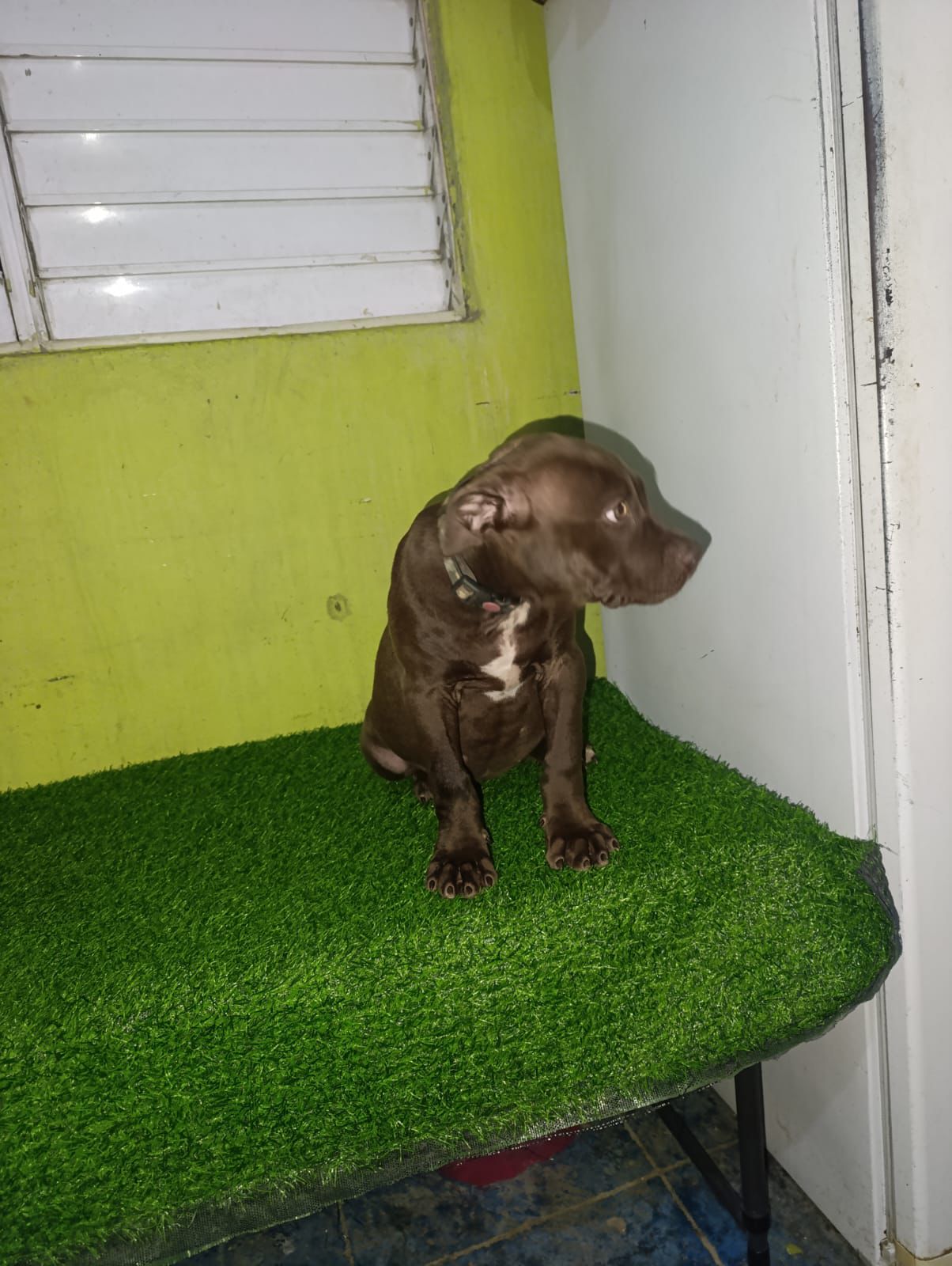 OFERTA CACHORRO PITBULL AMBOS SEXO EN SANTO DOMINGO Y VACUNA Foto 7302805-3.jpg