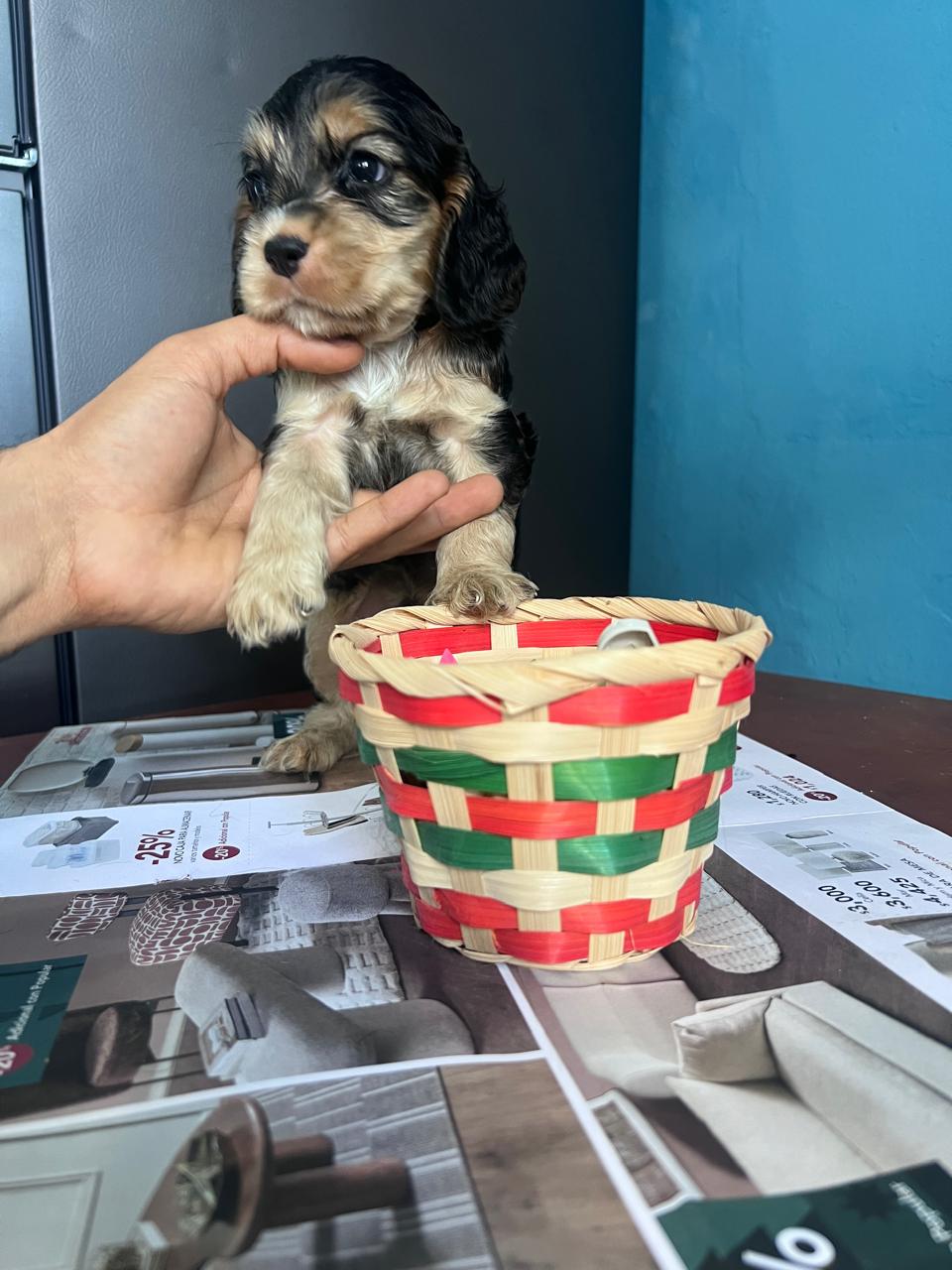 OFERTA CACHORRO COCKER SPANIEL MACHO EN UBICADO EN SANTO DOMINGO Y TIE Foto 7302806-2.jpg