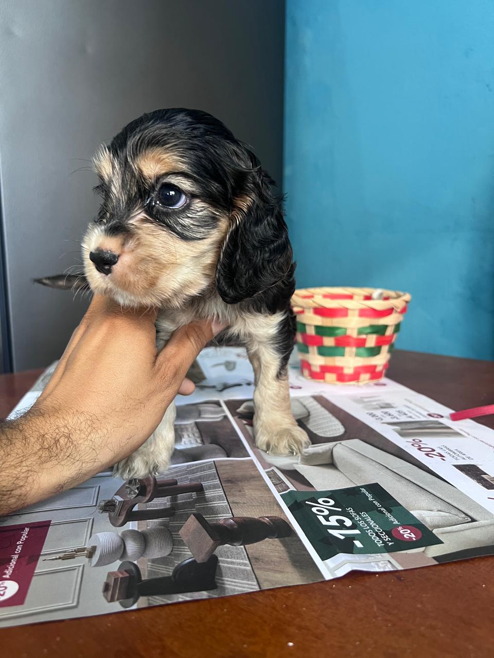 OFERTA CACHORRO COCKER SPANIEL MACHO EN UBICADO EN SANTO DOMINGO Y TIE Foto 7302806-3.jpg