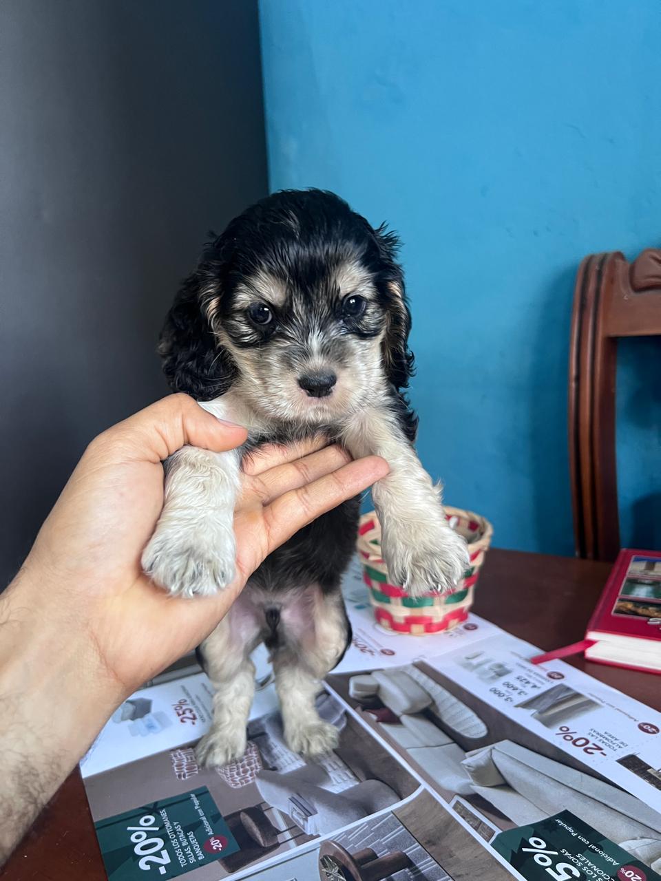OFERTA CACHORRO COCKER SPANIEL MACHO EN UBICADO EN SANTO DOMINGO Y TIE Foto 7302806-5.jpg