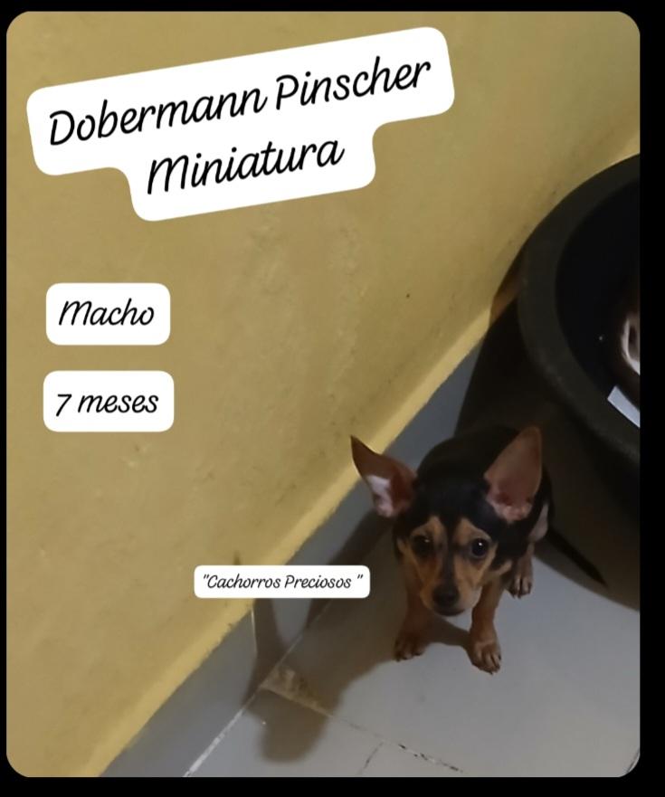 Dobermann Miniatura Pinscher Foto 7302824-5.jpg