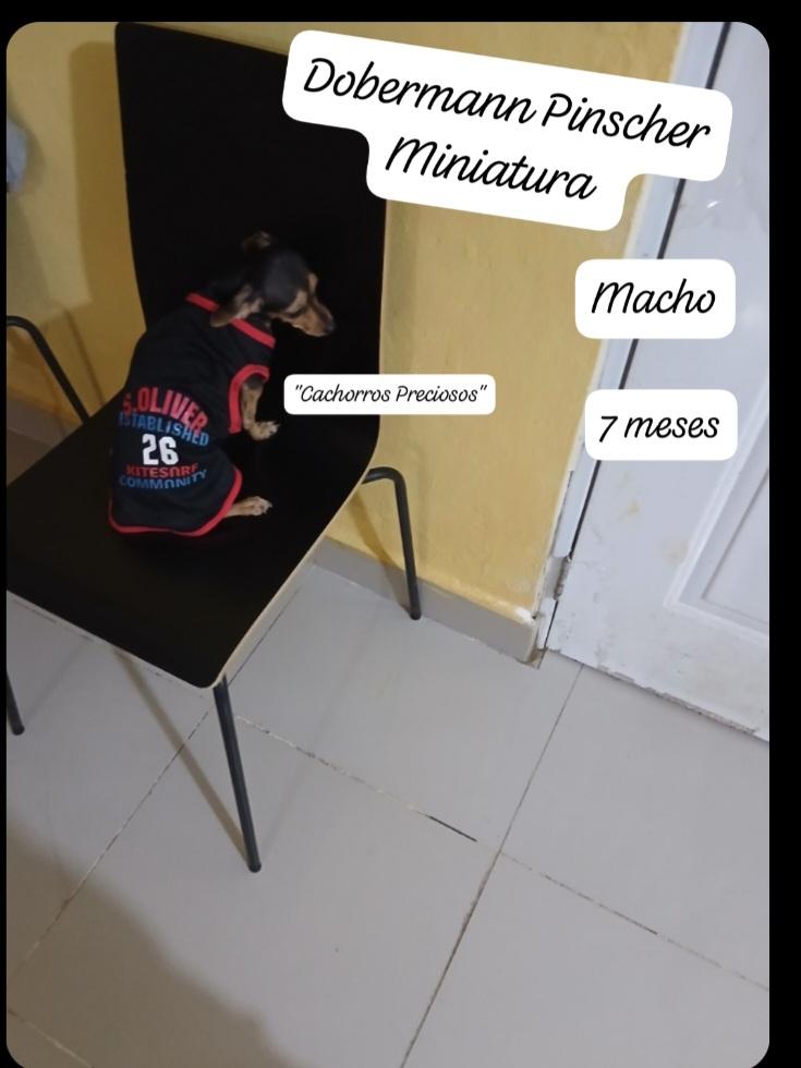 Dobermann Miniatura Pinscher Foto 7302824-7.jpg