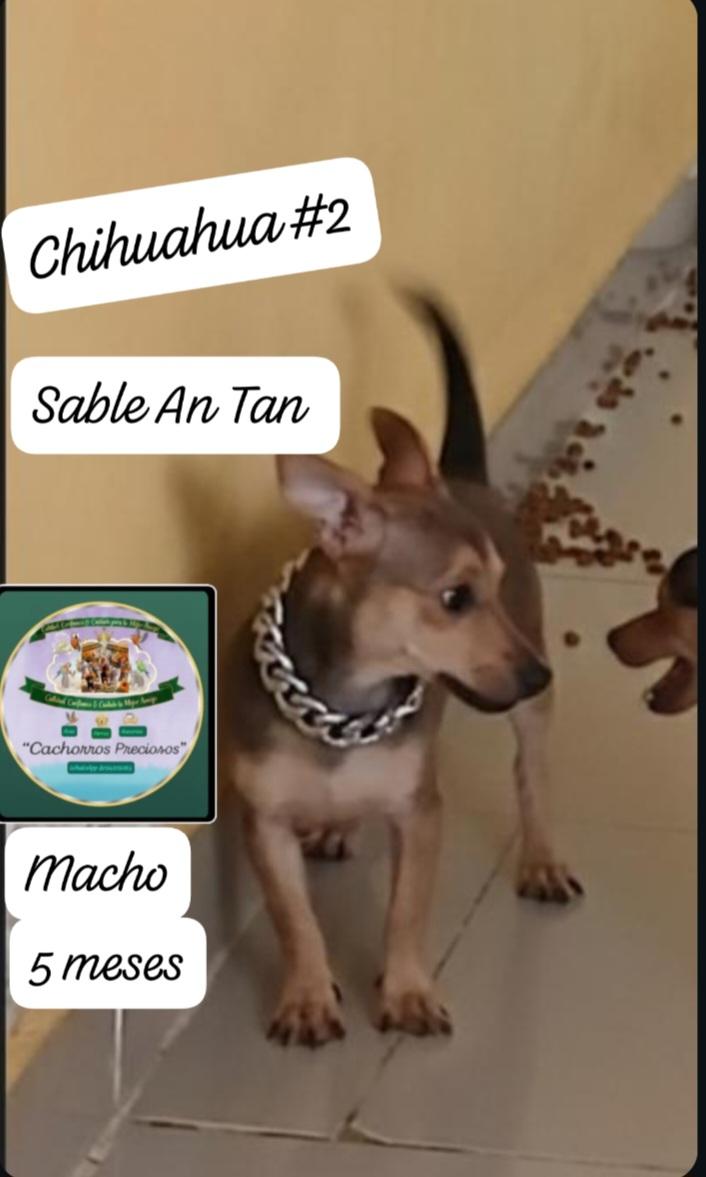 Chihuahua Cabeza de Venado 1 y 2 Foto 7302826-3.jpg