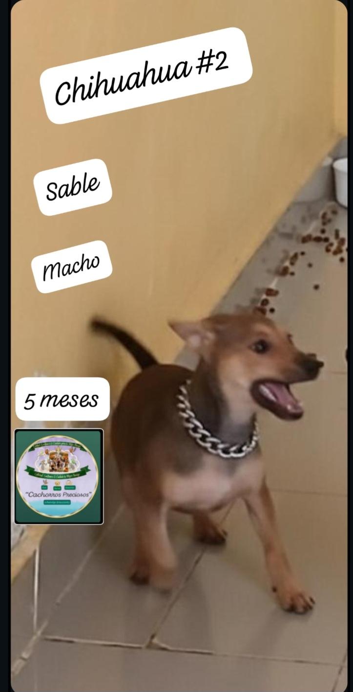 Chihuahua Cabeza de Venado 1 y 2 Foto 7302826-4.jpg