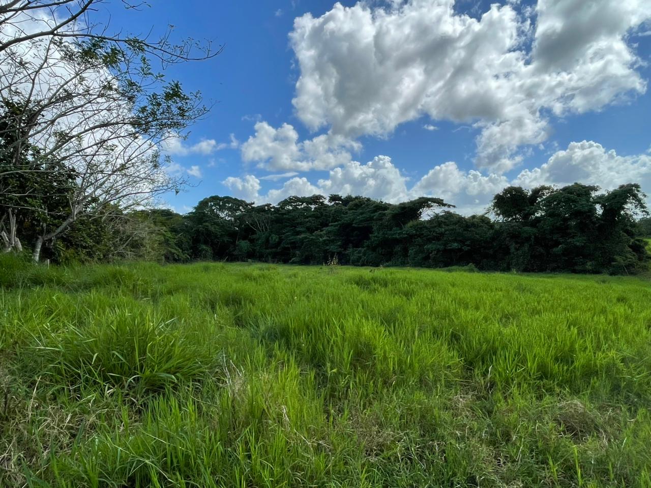 Vendo Finca GANADERA o AGRICOLA  de 674 TAREAS en LUISA BLANCA Monte P Foto 7303051-8.jpg