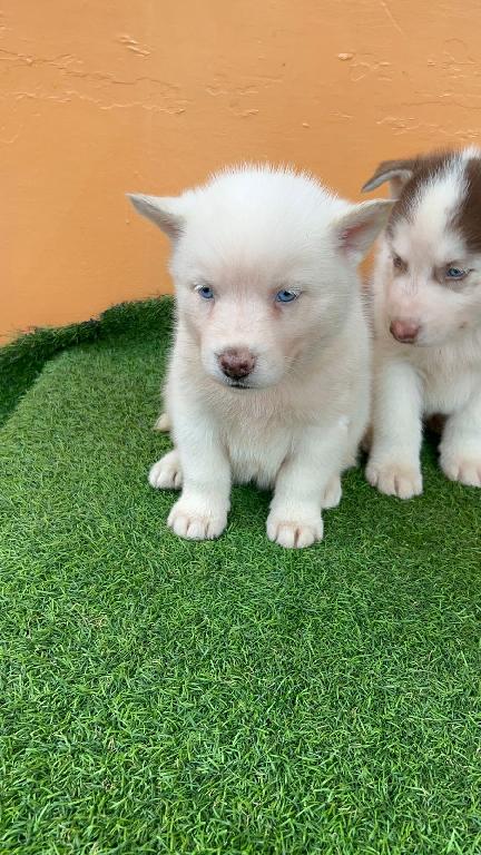 OFERTA CACHORRO HUSKY MACHO EN SANTO DOMINGO Y VACUNA AL DIA Foto 7303057-1.jpg