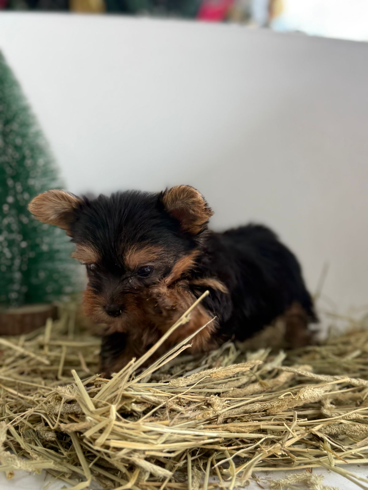 OFERTA CACHORRO YORKIE MACHO EN SANTO DOMINGO VACUNA AL DIA Foto 7303059-1.jpg