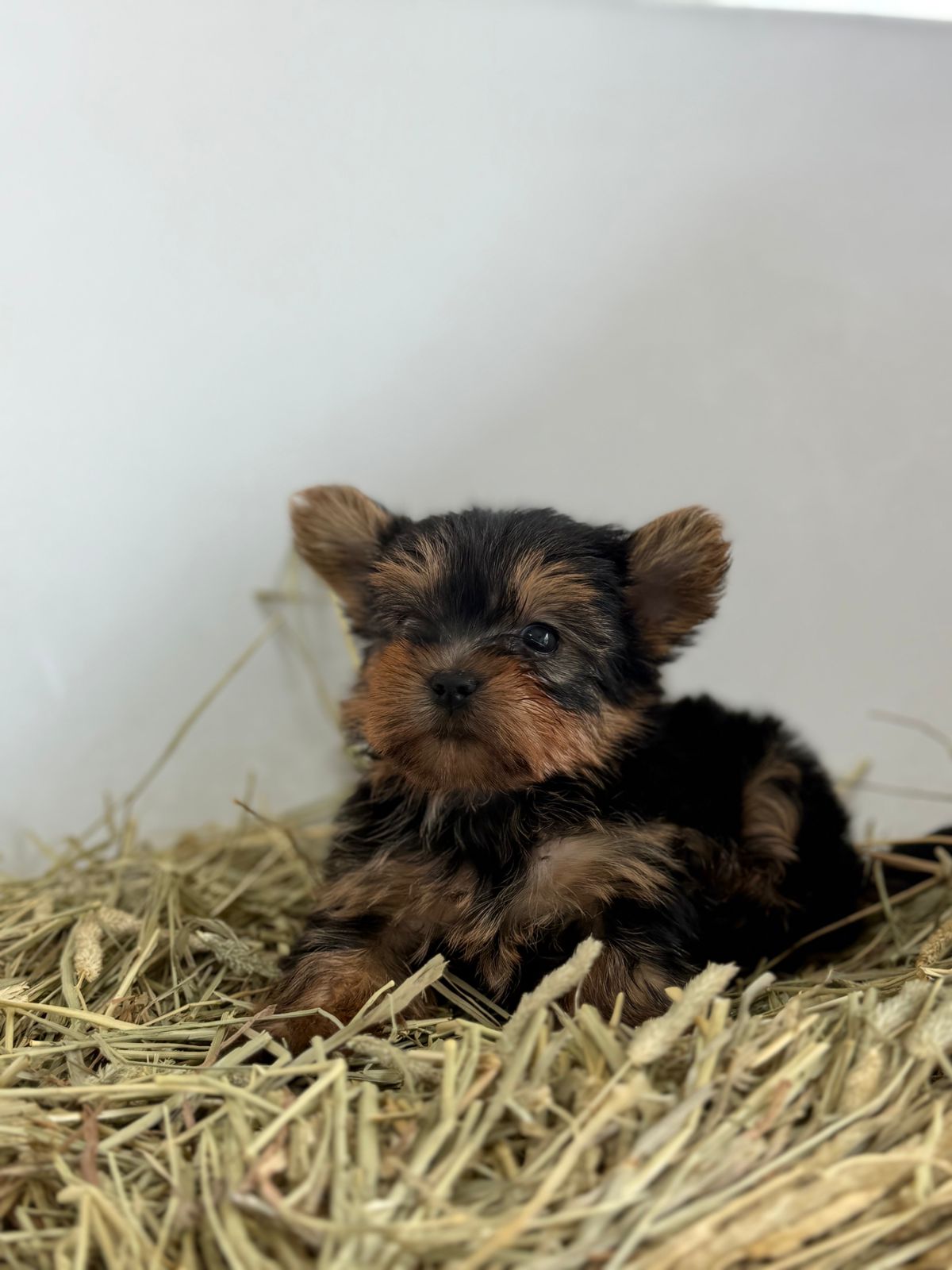 OFERTA CACHORRO YORKIE MACHO EN SANTO DOMINGO VACUNA AL DIA Foto 7303059-2.jpg