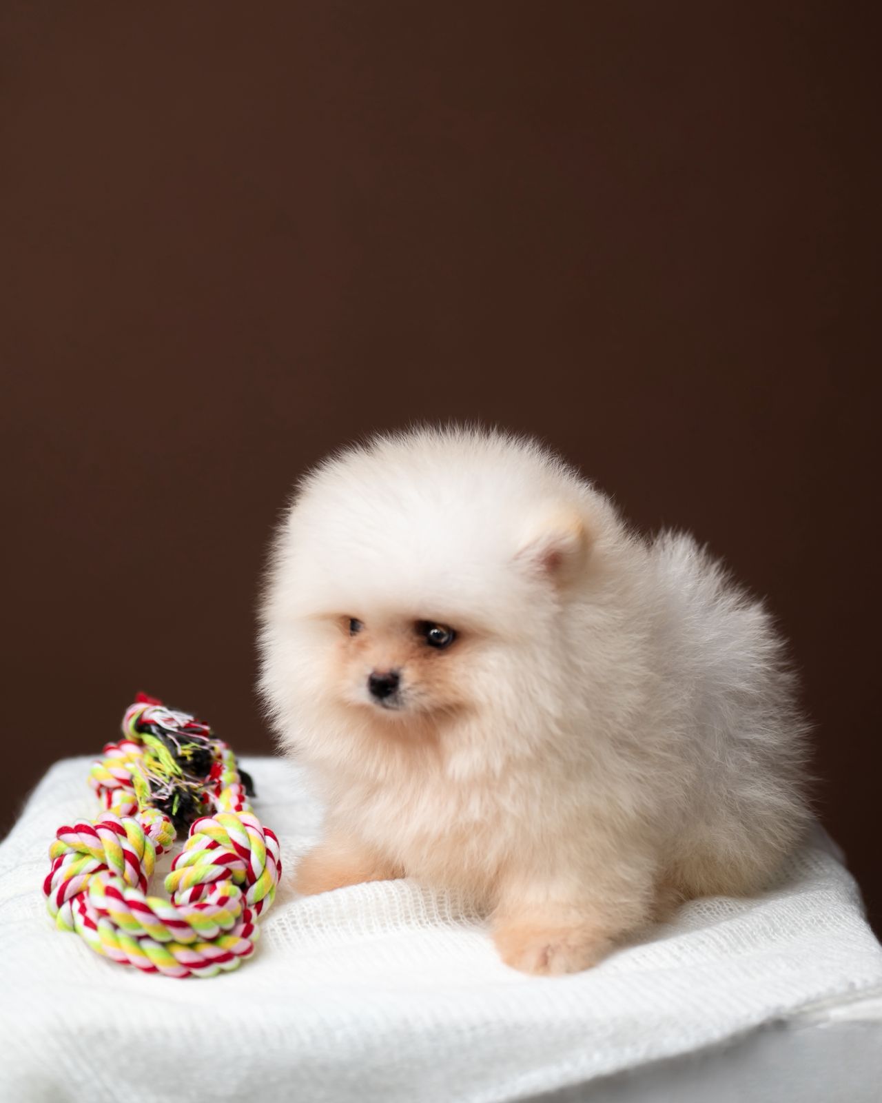 POMERANIA MINI HEMBRA 100 CARA DE OSO   Foto 7303107-1.jpg