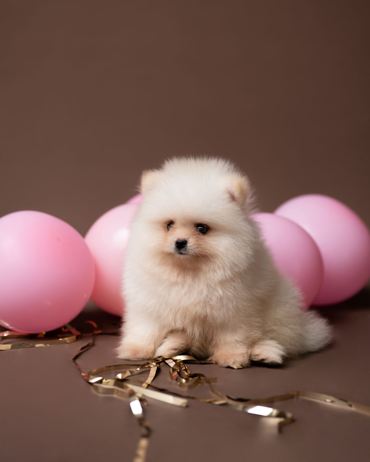 POMERANIA MINI HEMBRA 100 CARA DE OSO   Foto 7303107-2.jpg