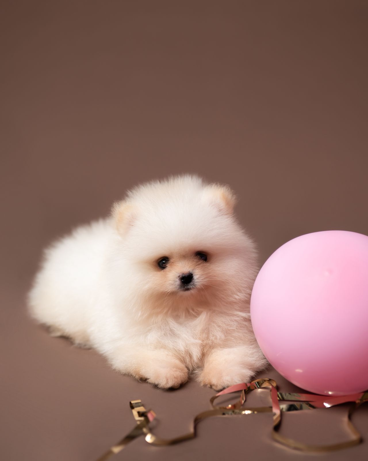 POMERANIA MINI HEMBRA 100 CARA DE OSO   Foto 7303107-3.jpg