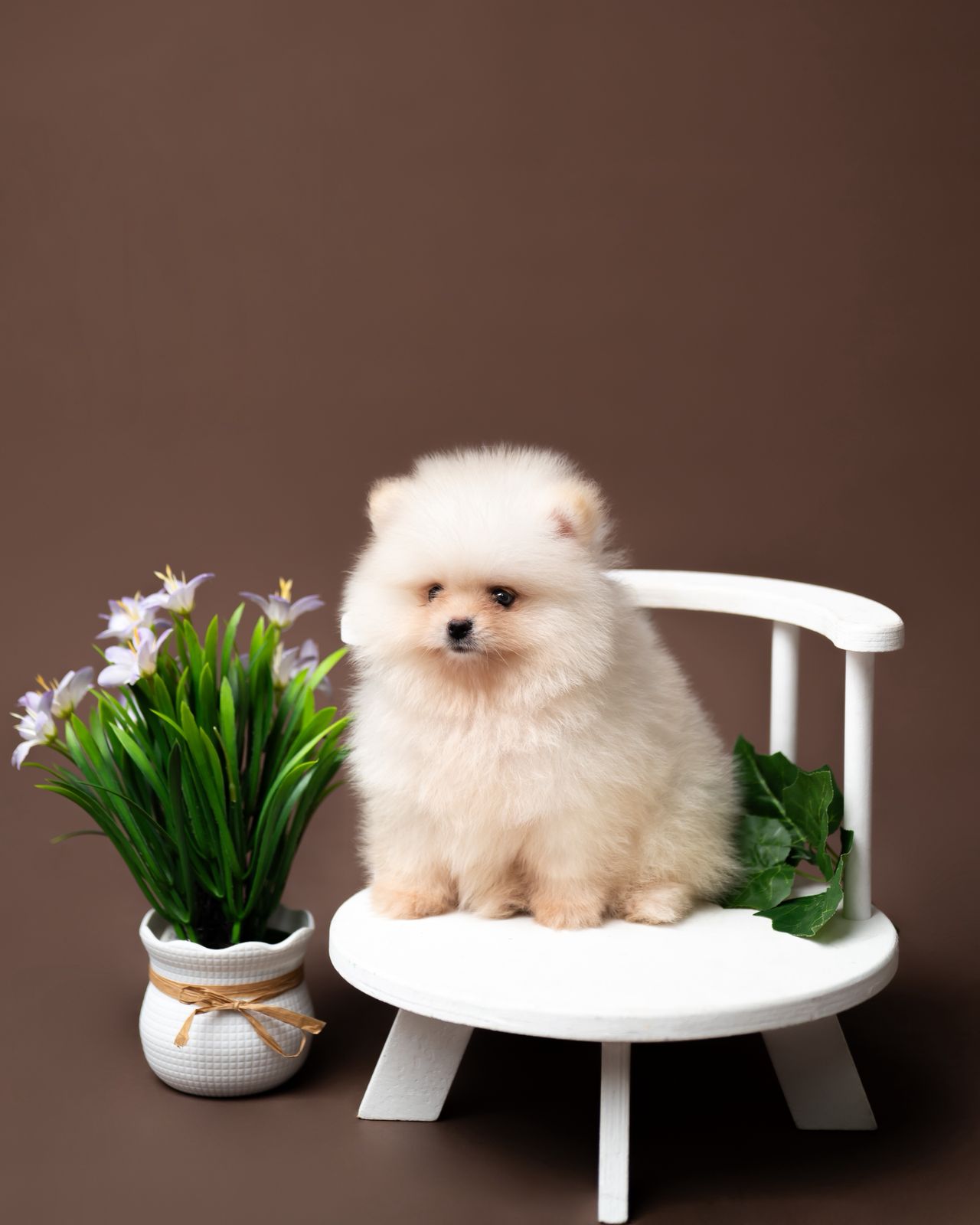 POMERANIA MINI HEMBRA 100 CARA DE OSO   Foto 7303107-5.jpg