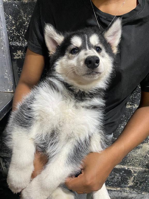 OFERTA CACHORRO HUSKY AMBOS SEXO SANTO DOMINGO Y VACUNADO Foto 7303118-1.jpg