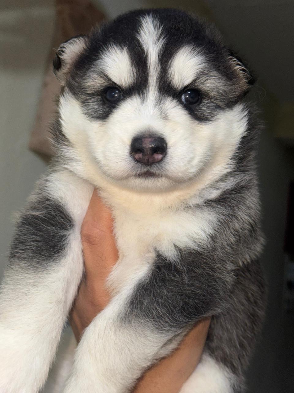 OFERTA CACHORRO HUSKY AMBOS SEXO SANTO DOMINGO Y VACUNADO Foto 7303118-2.jpg