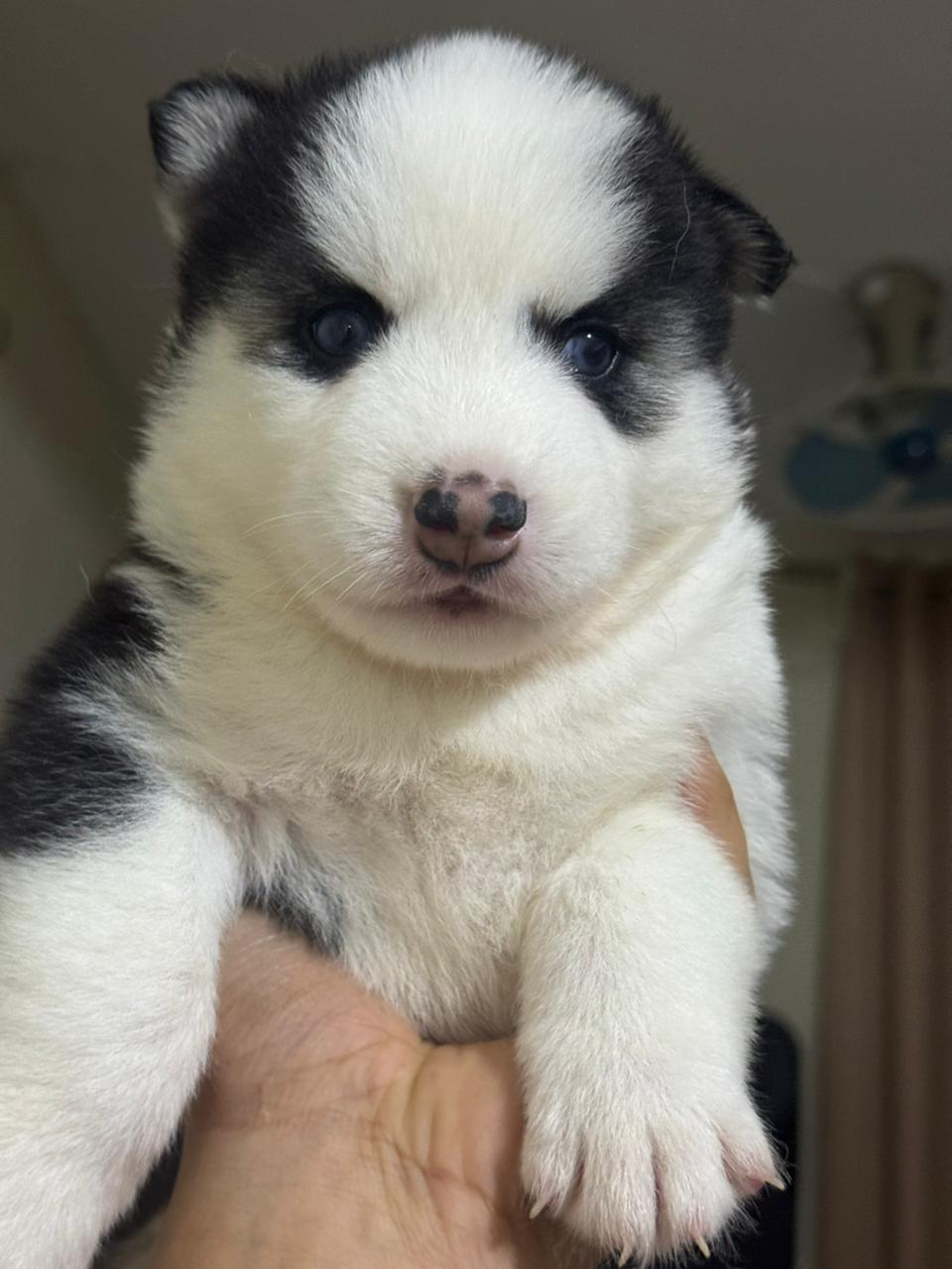 OFERTA CACHORRO HUSKY AMBOS SEXO SANTO DOMINGO Y VACUNADO Foto 7303118-3.jpg