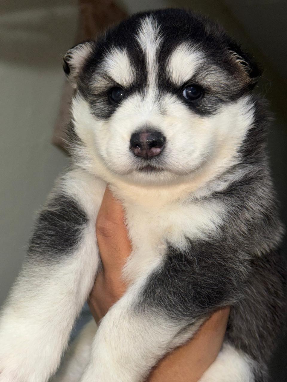 OFERTA CACHORRO HUSKY AMBOS SEXO SANTO DOMINGO Y VACUNADO Foto 7303118-4.jpg