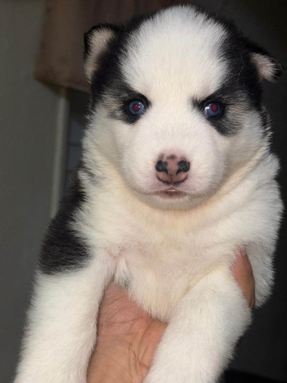 OFERTA CACHORRO HUSKY AMBOS SEXO SANTO DOMINGO Y VACUNADO Foto 7303118-5.jpg
