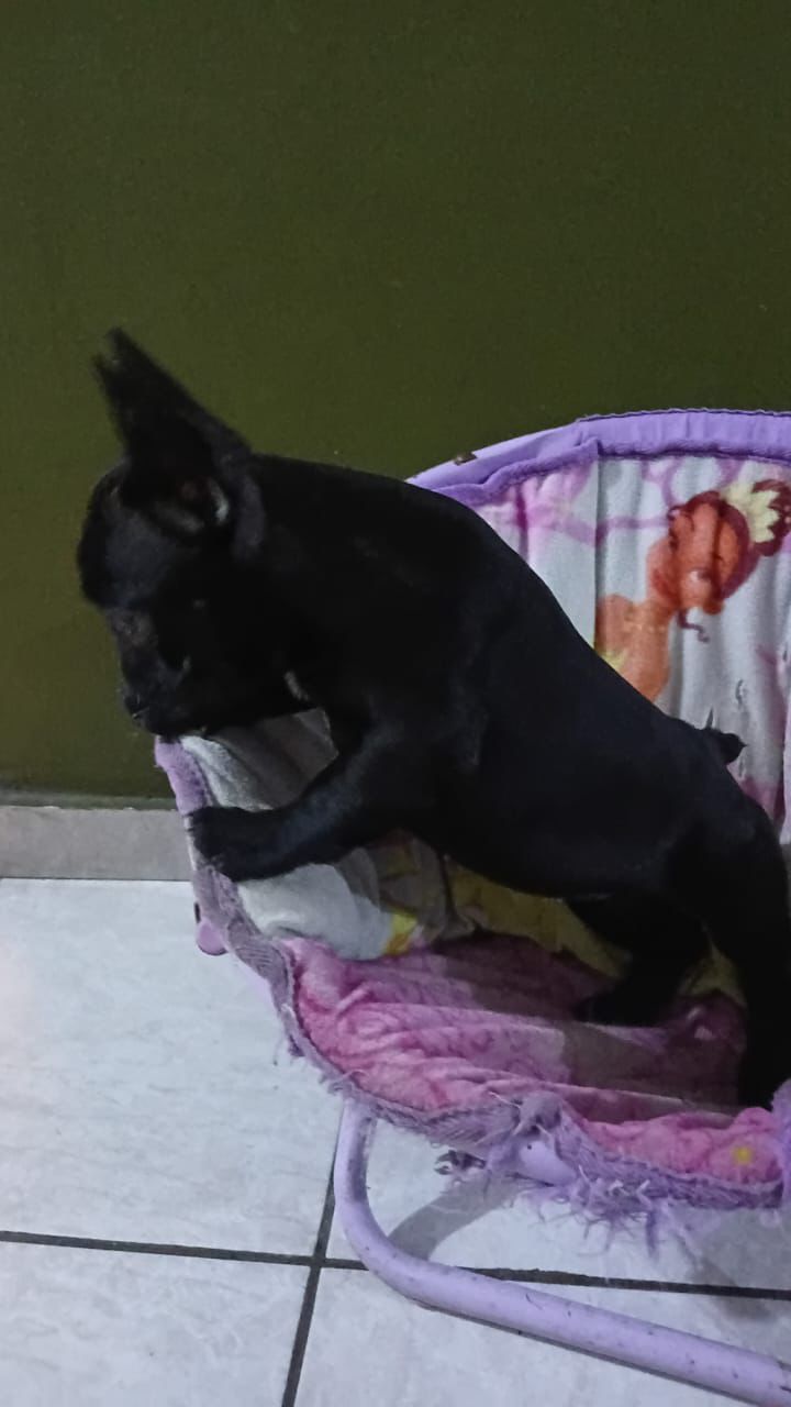 OFERTA CACHORRO BULLDOG FRANCES MACHO EN SANTO DOMINGO Y VACUNA AL DIA Foto 7303119-1.jpg