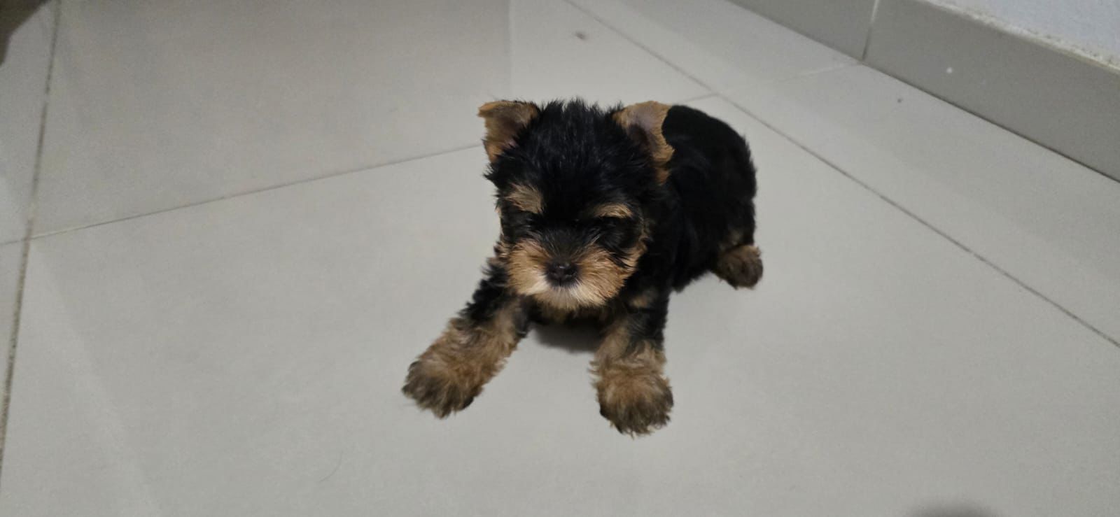 OFERTA CACHORRO YORKIE AMBOS SEXO EN SANTO DOMINGO Y VACUNADOS Foto 7303148-1.jpg