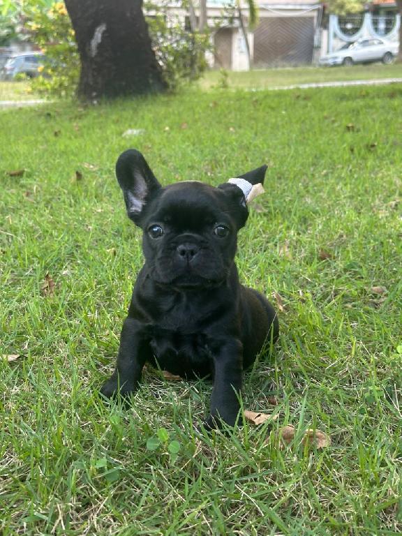 OFERTA CACHORRO BULLDOG FRANCES MACHO EN SANTO DOMINGO Y VACUNA AL DIA Foto 7303149-1.jpg