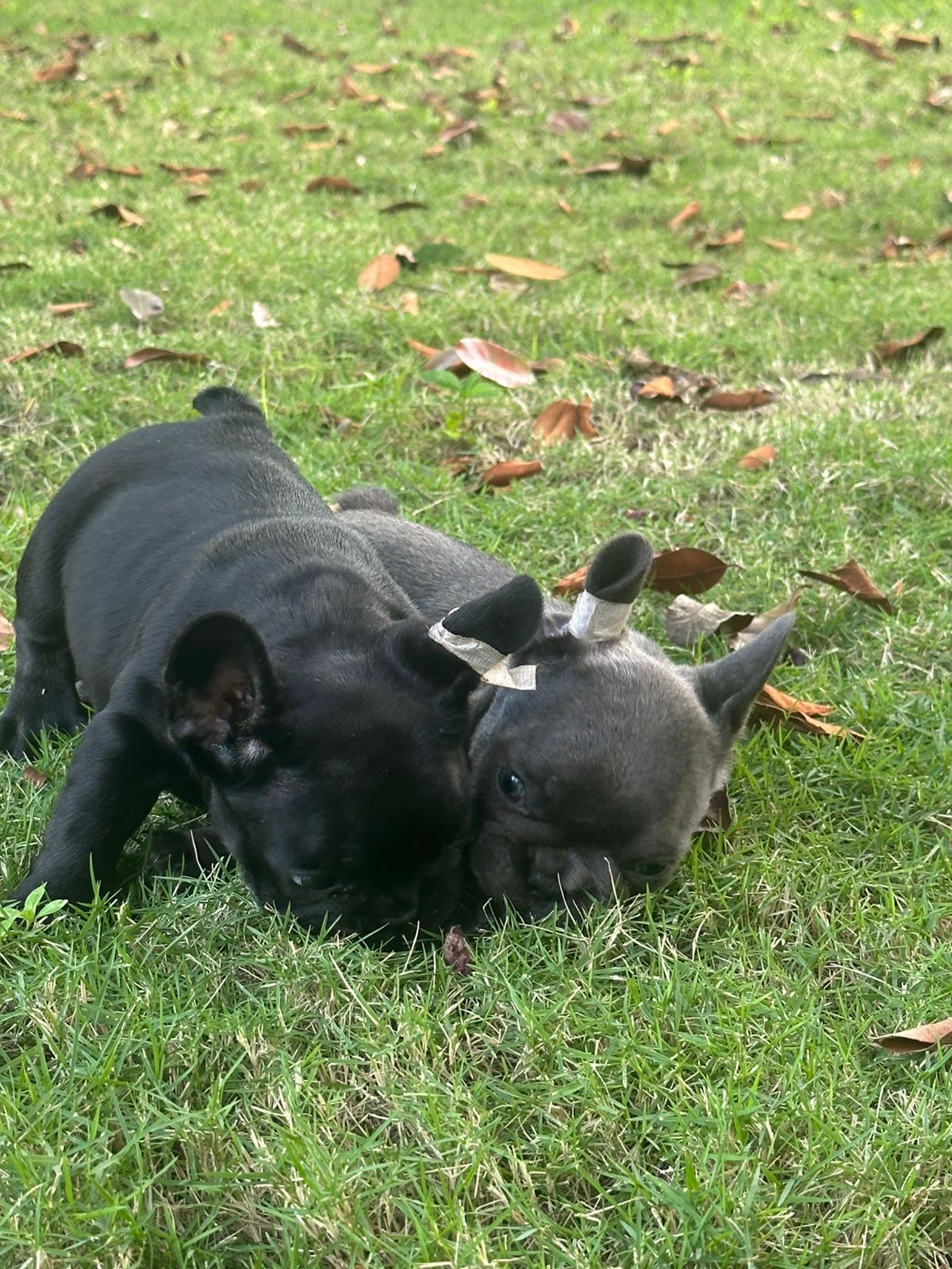 OFERTA CACHORRO BULLDOG FRANCES MACHO EN SANTO DOMINGO Y VACUNA AL DIA Foto 7303149-2.jpg