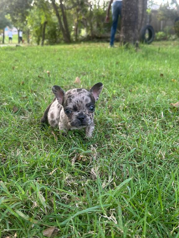 OFERTA CACHORRO BULLDOG FRANCES MACHO EN SANTO DOMINGO Y VACUNA AL DIA Foto 7303150-1.jpg