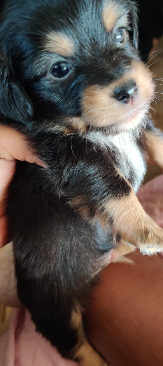 OFERTA CACHORRO CHIHUAHUA MARIPOSA AMBOS SEXO EN SANTO DOMINGO CON SU  Foto 7303151-1.jpg