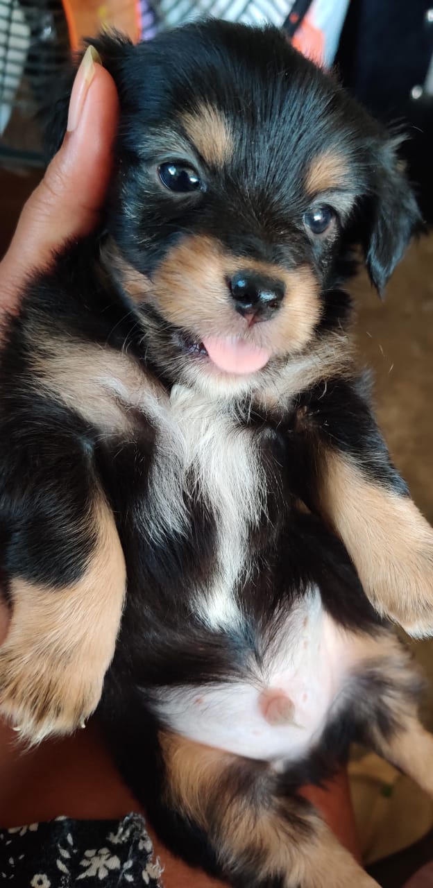 OFERTA CACHORRO CHIHUAHUA MARIPOSA AMBOS SEXO EN SANTO DOMINGO CON SU  Foto 7303151-2.jpg