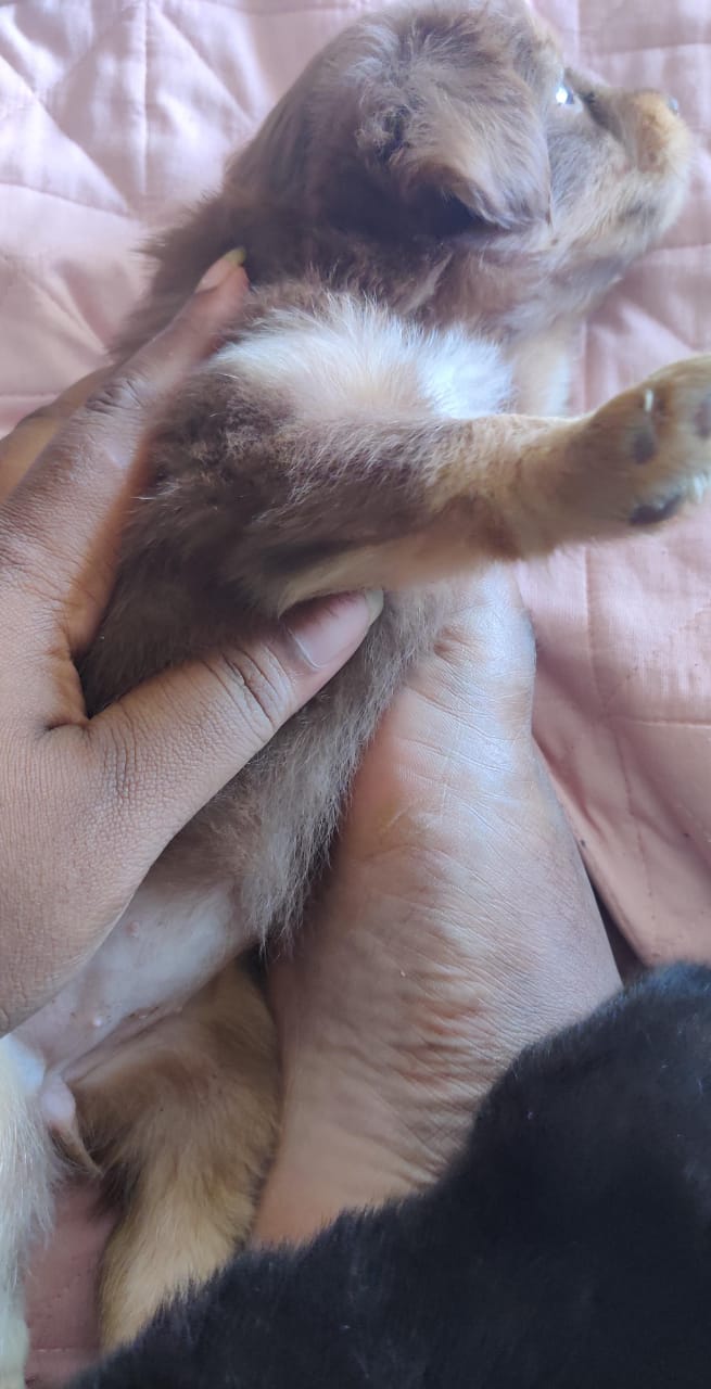 OFERTA CACHORRO CHIHUAHUA MARIPOSA AMBOS SEXO EN SANTO DOMINGO CON SU  Foto 7303151-3.jpg