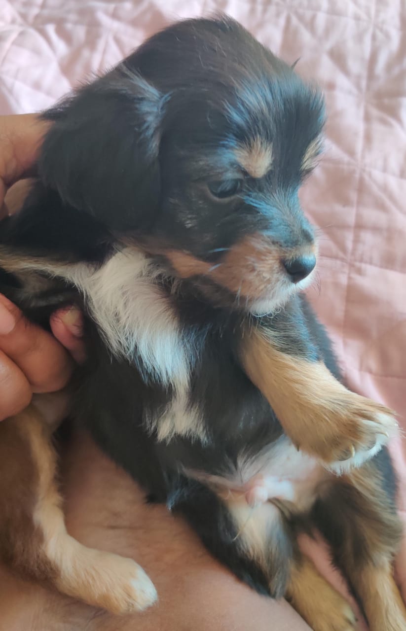 OFERTA CACHORRO CHIHUAHUA MARIPOSA AMBOS SEXO EN SANTO DOMINGO CON SU  Foto 7303151-4.jpg